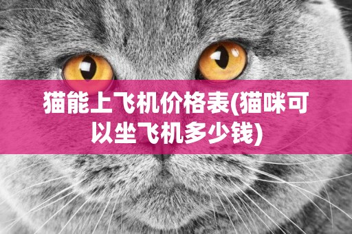 貓能上飛機價格表(貓咪可以坐飛機多少錢)