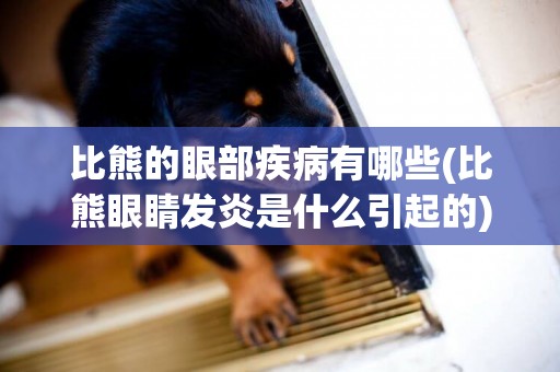 比熊的眼部疾病有哪些(比熊眼睛發炎是什么引起的)