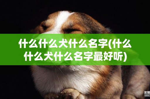 什么什么犬什么名字(什么什么犬什么名字最好聽)