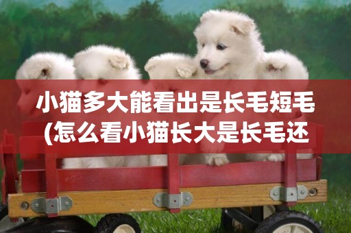 小貓多大能看出是長毛短毛(怎么看小貓長大是長毛還是短毛)