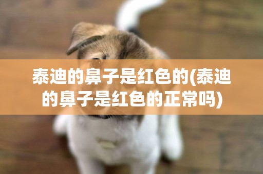 泰迪的鼻子是紅色的(泰迪的鼻子是紅色的正常嗎)