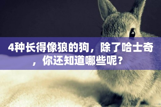 4種長得像狼的狗，除了哈士奇，你還知道哪些呢？ 