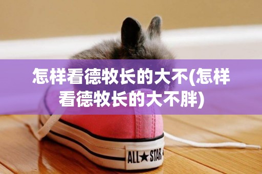 怎樣看德牧長的大不(怎樣看德牧長的大不胖)