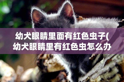 幼犬眼睛里面有紅色蟲子(幼犬眼睛里有紅色蟲怎么辦)