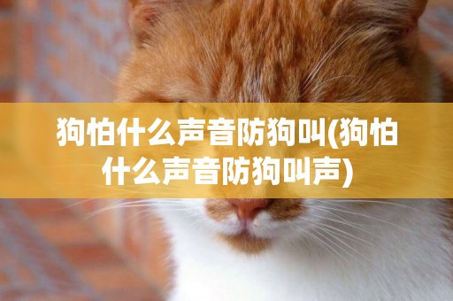 狗怕什么聲音防狗叫(狗怕什么聲音防狗叫聲)