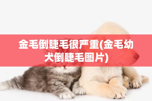 金毛倒睫毛很嚴重(金毛幼犬倒睫毛圖片)