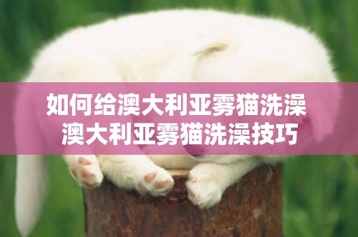如何給澳大利亞霧貓洗澡 澳大利亞霧貓洗澡技巧