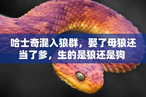 哈士奇混入狼群，娶了母狼還當了爹，生的是狼還是狗 
