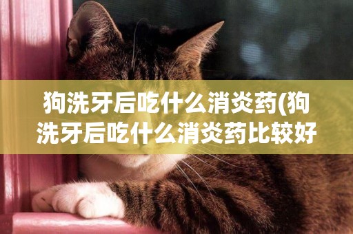 狗洗牙后吃什么消炎藥(狗洗牙后吃什么消炎藥比較好)