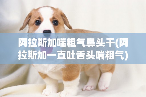 阿拉斯加喘粗氣鼻頭干(阿拉斯加一直吐舌頭喘粗氣)