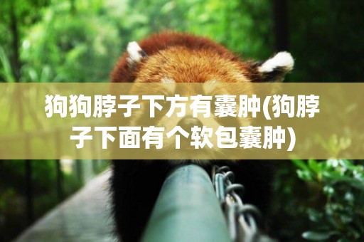狗狗脖子下方有囊腫(狗脖子下面有個軟包囊腫)