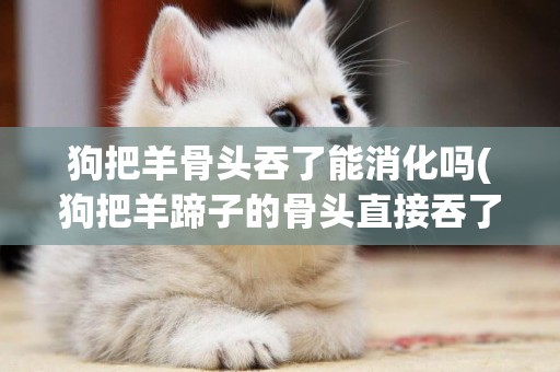 狗把羊骨頭吞了能消化嗎(狗把羊蹄子的骨頭直接吞了)