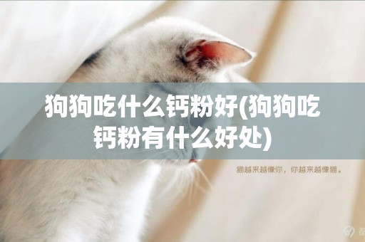 狗狗吃什么鈣粉好(狗狗吃鈣粉有什么好處)