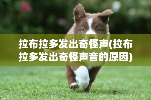 拉布拉多發出奇怪聲(拉布拉多發出奇怪聲音的原因)