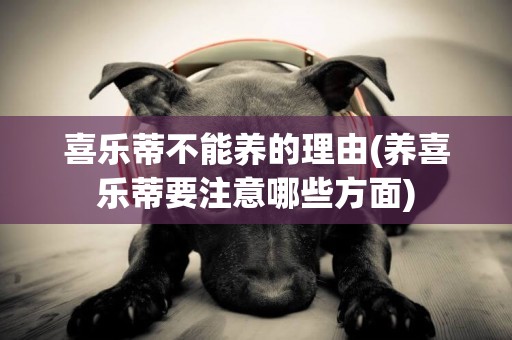喜樂蒂不能養的理由(養喜樂蒂要注意哪些方面)