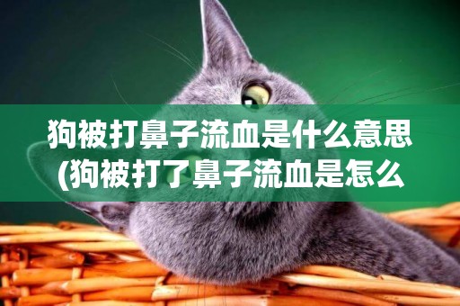 狗被打鼻子流血是什么意思(狗被打了鼻子流血是怎么回事)
