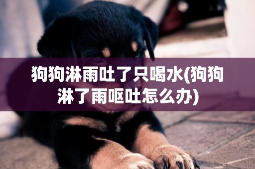 狗狗淋雨吐了只喝水(狗狗淋了雨嘔吐怎么辦)