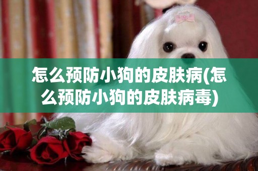 怎么預防小狗的皮膚病(怎么預防小狗的皮膚病毒)