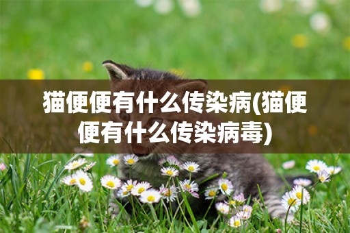 貓便便有什么傳染病(貓便便有什么傳染病毒)