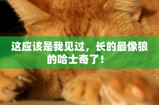 這應該是我見過，長的最像狼的哈士奇了！ 