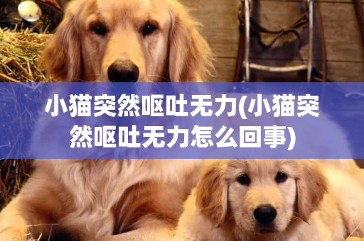 小貓突然嘔吐無力(小貓突然嘔吐無力怎么回事)