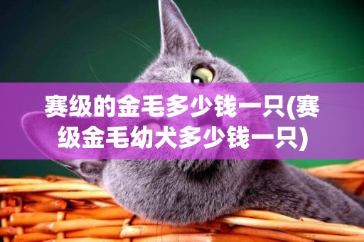 賽級的金毛多少錢一只(賽級金毛幼犬多少錢一只)