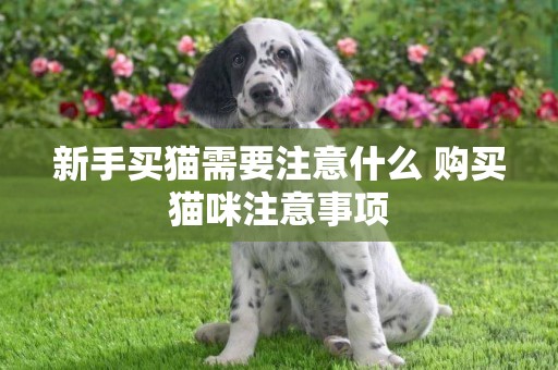 新手買貓需要注意什么 購買貓咪注意事項