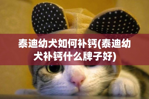 泰迪幼犬如何補鈣(泰迪幼犬補鈣什么牌子好)