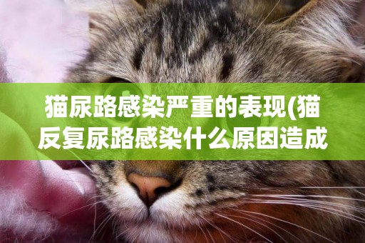 貓尿路感染嚴重的表現(貓反復尿路感染什么原因造成的)