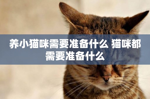 養小貓咪需要準備什么 貓咪都需要準備什么