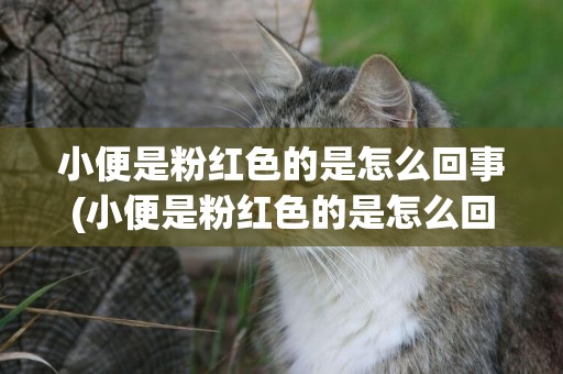 小便是粉紅色的是怎么回事(小便是粉紅色的是怎么回事啊)