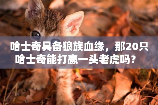 哈士奇具備狼族血緣，那20只哈士奇能打贏一頭老虎嗎？ 
