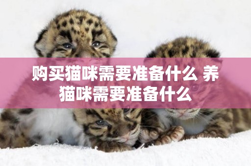 購買貓咪需要準備什么 養貓咪需要準備什么