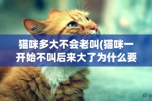 貓咪多大不會老叫(貓咪一開始不叫后來大了為什么要叫)