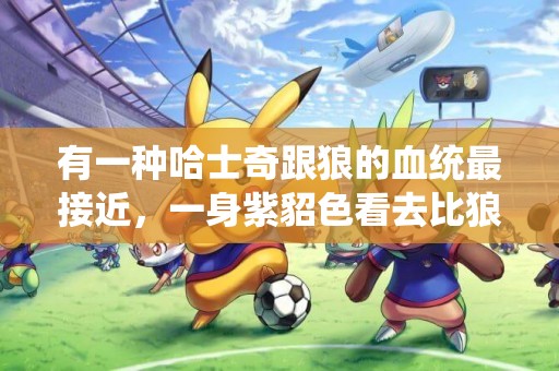 有一種哈士奇跟狼的血統最接近，一身紫貂色看去比狼更霸氣！ 