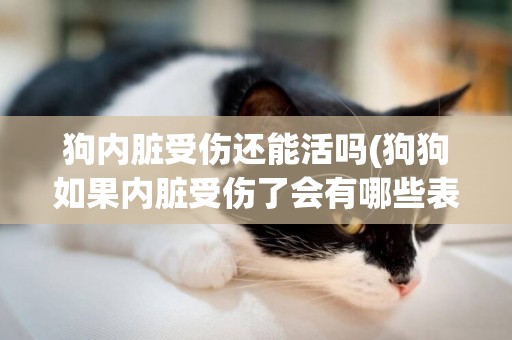 狗內臟受傷還能活嗎(狗狗如果內臟受傷了會有哪些表現?)