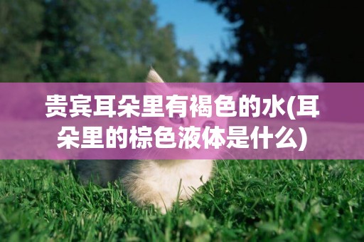 貴賓耳朵里有褐色的水(耳朵里的棕色液體是什么)