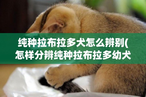 純種拉布拉多犬怎么辨別(怎樣分辨純種拉布拉多幼犬)