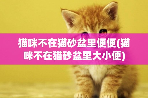 貓咪不在貓砂盆里便便(貓咪不在貓砂盆里大小便)