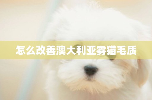 怎么改善澳大利亞霧貓毛質