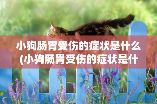 小狗腸胃受傷的癥狀是什么(小狗腸胃受傷的癥狀是什么樣的)