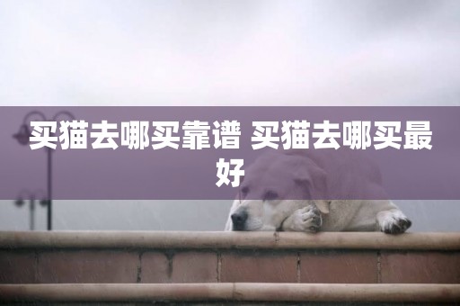 買貓去哪買靠譜 買貓去哪買最好