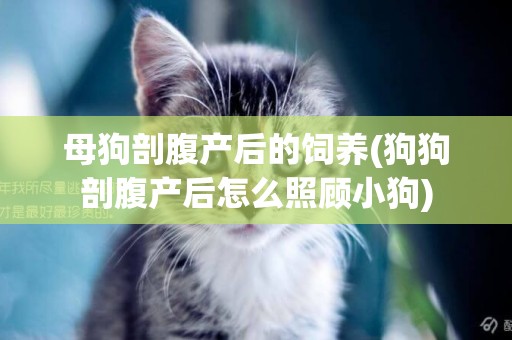 母狗剖腹產后的飼養(狗狗剖腹產后怎么照顧小狗)