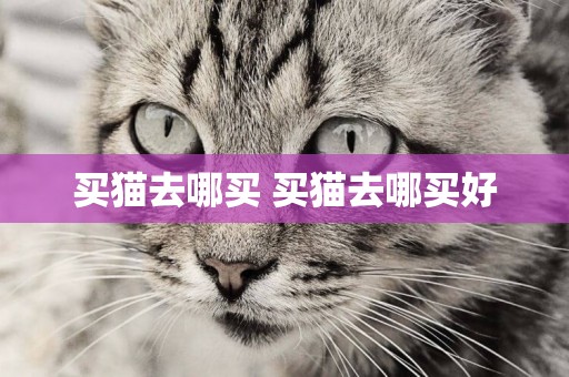 買貓去哪買 買貓去哪買好