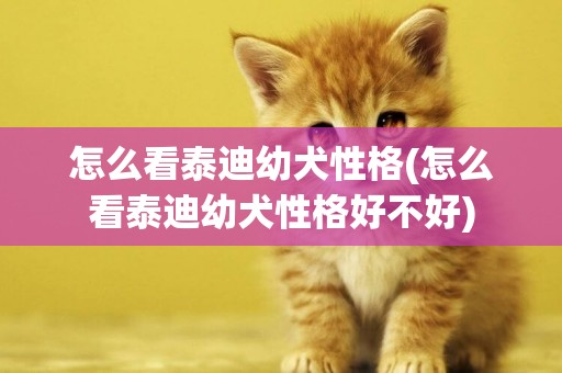 怎么看泰迪幼犬性格(怎么看泰迪幼犬性格好不好)