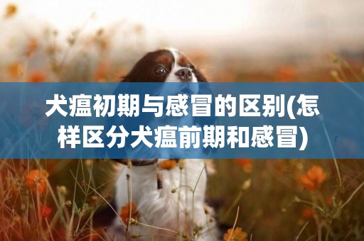 犬瘟初期與感冒的區別(怎樣區分犬瘟前期和感冒)