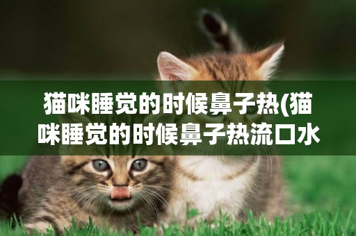 貓咪睡覺的時候鼻子熱(貓咪睡覺的時候鼻子熱流口水)