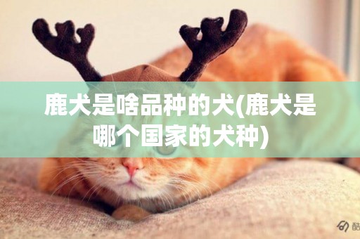 鹿犬是啥品種的犬(鹿犬是哪個國家的犬種)