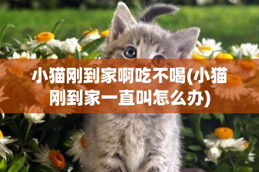 小貓剛到家啊吃不喝(小貓剛到家一直叫怎么辦)