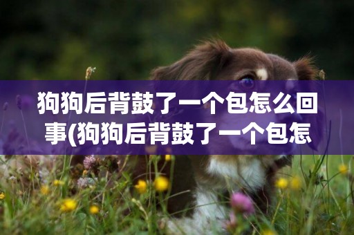 狗狗后背鼓了一個包怎么回事(狗狗后背鼓了一個包怎么回事啊)